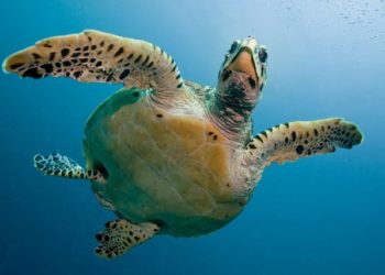 مالطا:انطلاف اشغال ؤتمر محيطنا Our Ocean