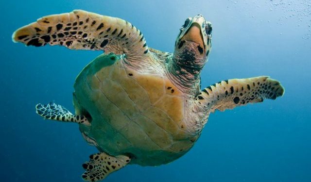 مالطا:انطلاف اشغال ؤتمر محيطنا Our Ocean