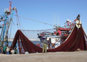 منظمة دولية تحذر من تراجع مخزون السردين المتوسطي