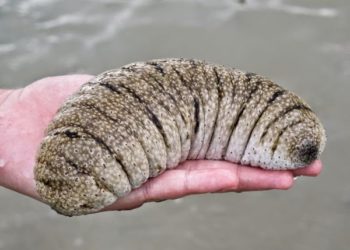 تعرف على الفياغرا الطبيعية