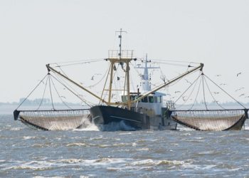 Les produits de la pêche électrique boycottés