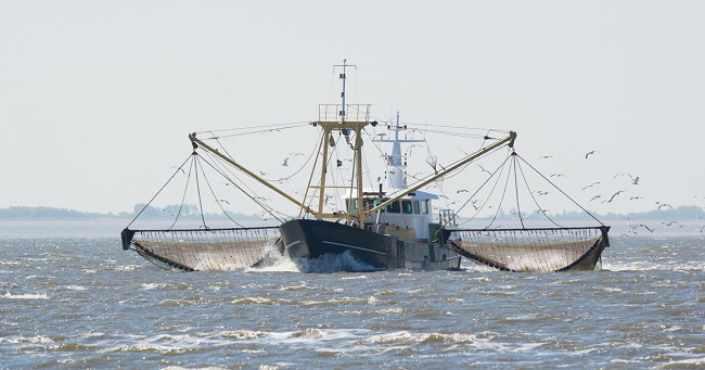 Les produits de la pêche électrique boycottés