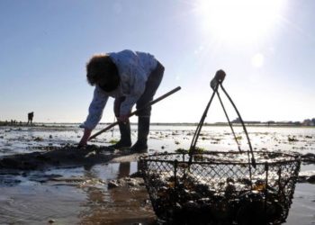 France:nouvelles règles pour la pêche à pied sur le littoral