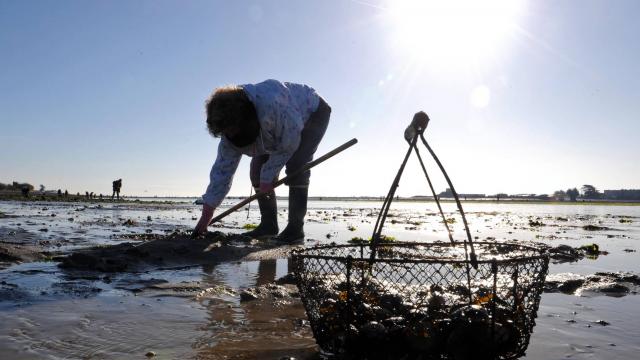 France:nouvelles règles pour la pêche à pied sur le littoral