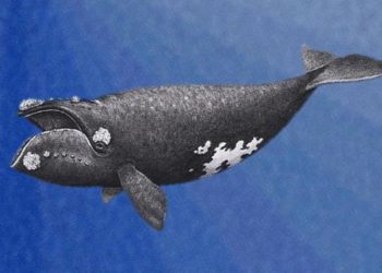 La fin des baleines noires