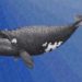 La fin des baleines noires
