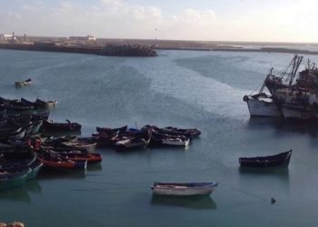 اسطول الصيد التقليدي بطرفاية يستفيد من صحة من الاخطبوط في اطار جبر ضرر جماعي