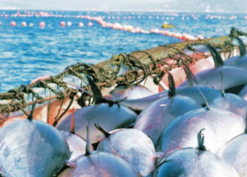 حصة الجزائر من التونة الحمراء تتراجع