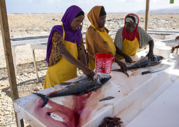 حكم طهارة دم السمك