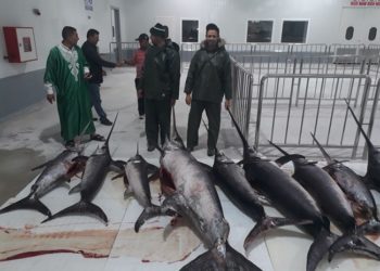 بعد تدشينه من طرف صاحب الجلالة ،بنجلون يحبط مناورة خطيرة لنسف تنشيط ميناء الصيد بطنجة