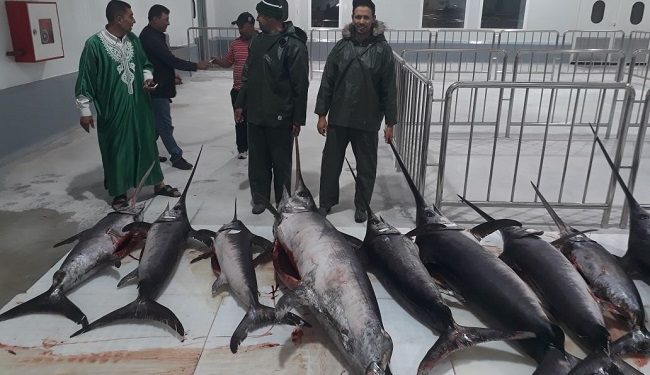 بعد تدشينه من طرف صاحب الجلالة ،بنجلون يحبط مناورة خطيرة لنسف تنشيط ميناء الصيد بطنجة