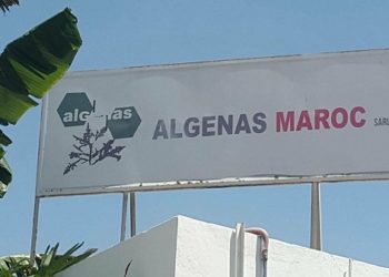 شركة ” ألجيناس ” التحويلية بالجديدة ترفع ثمن الطحالب
