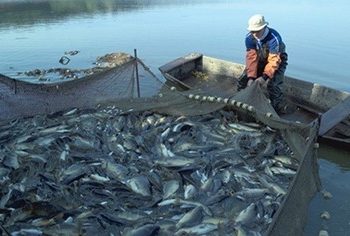 مباحثات مصرية موريتانية حول تطوير الاستزراع السمكي