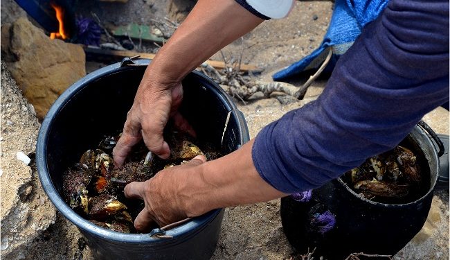 بلح البحر أكثر الكائنات المهددة بالانقراض