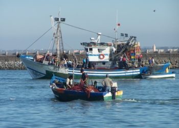 الغرف المهنية في الصيد البحري و ضرورة التشبيب