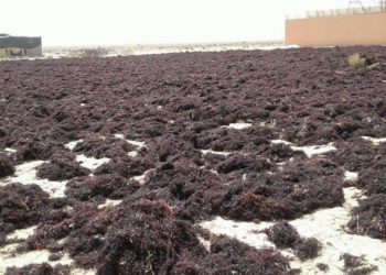 تأخير الافراج عن حصص تصدير الطحالب يضرب فلسفة تثمين المنتوج  في الصميم