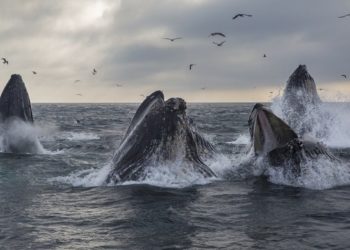 بعد حظر لـ30 عاما.. اليابان تدفع باتجاه تشريع دولي يجيز صيد الحيتان