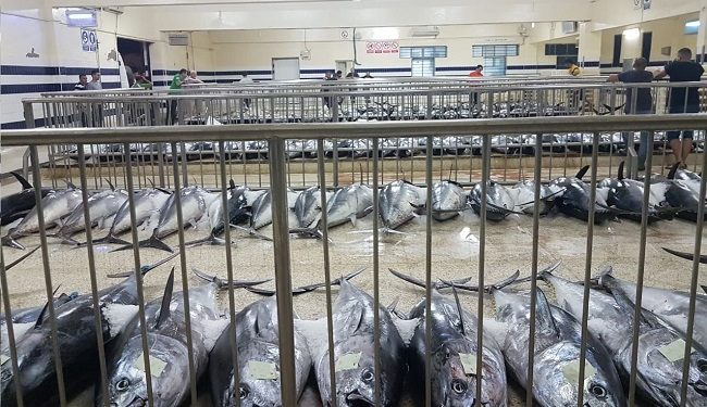 استراتيجية اليوتيس تعيد لميناء الحسيمة مجده التليد