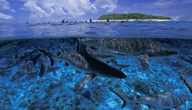 استراليا:مؤتمر دولي حول الحياة البحرية