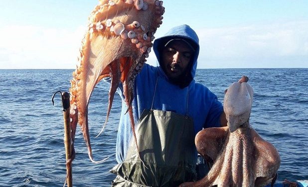 الداخلة تتحرك ضد تهريب الأخطبوط