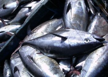 L’avenir du thon obèse, au cœur des préoccupations du monde de la pêche