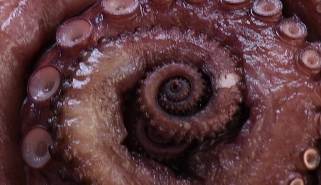 انطلاق موسم صيد الاخطبوط بموريتانيا على وقع انخفاض الاسعار