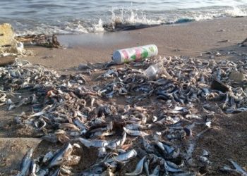 صيد السردين بالمتفجرات في الريف-فيديو-