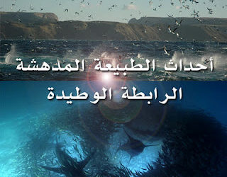 مجزرة السردين