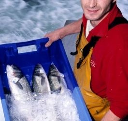 استهلك بلا ماتهلك انواع الاسماك