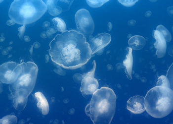 ظاهرة غزو قناديل البحر