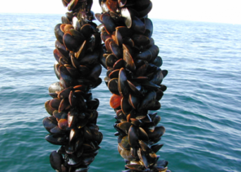 تربية بلح البحر