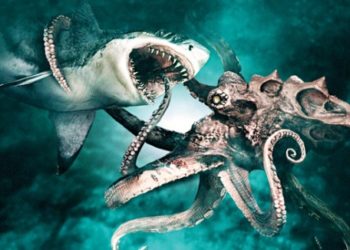 صراع القرش و الاخطبوط