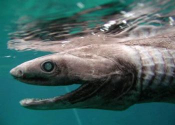 آخر أنواع القرش