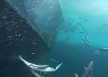 التخلص من الاسماك المصطادة ..ابشع صور تدمير الثروة السمكية.