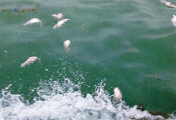 فيديو يكشف التخلص من الاسماك من احد مراكب الصيد بالداخلة