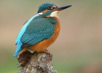 طائر القاوند  kingfisher