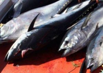 صيد التونة الحمراء