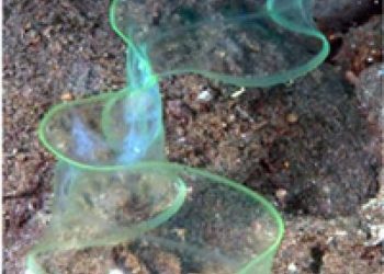 سبحان الله ثعبان بحري شفاف