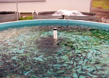 le centre spécialisé en Aquaculture M’diq Maroc