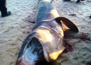 قرش بطول 4 امتار بشاطئ الداخلة