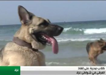 كلاب مدربة لإنقاذ الغرقى في غزة