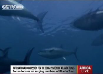 ICCAT holds forum to discuss future of Bluefin Tunas