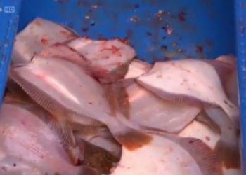 Heureux comme un poisson dans l’eau Arte Documentaire