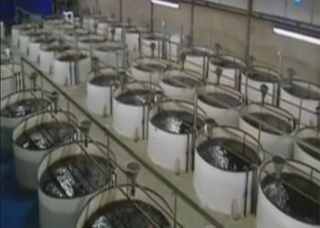 قناة فرنسية تزور وحدة نون المغرب لتربية الأسماك