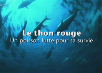Documentaire : le thon rouge, un poisson luttant pour sa survie