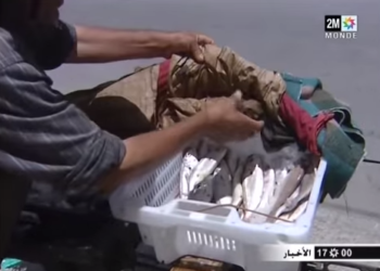 اضرار بيع الاسماك تحت اشعة الشمس