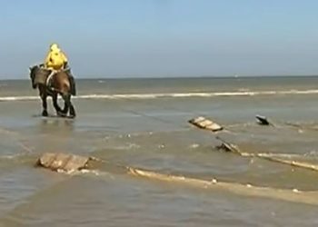 La pêche aux crevettes à cheval