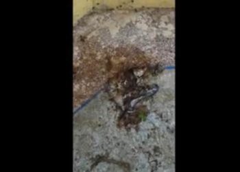 فضيحة سوق السمك بمدينة خريبكة