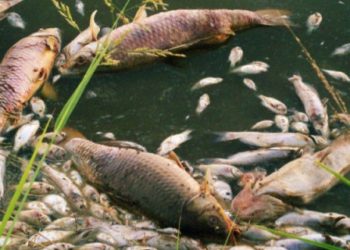 مشروع المزراع السمكية والثروة السمكية فى مصر وكيفية النهوض وحل اخطر المشاكل