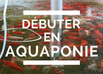 3 conseils pour commencer en AQUAPONIE